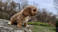 Wes, a male Cavapoo for sale in Paradise, PA – Photo 10 of 10