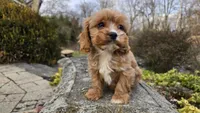 Wes, a male Cavapoo for sale in Paradise, PA – Photo 7 of 10