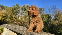 Kyle, a male Cavapoo for sale in Paradise, PA – 4 of 10