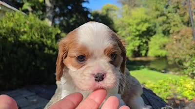 Harvey, a male Cavalier King Charles Spaniel for sale in Paradise, PA – 10 of 10