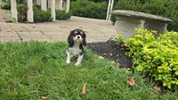Fiona, a female Cavalier King Charles Spaniel for sale in Paradise, PA – 9 of 10