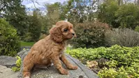 Ollie, a male Cavapoo for sale in Paradise, PA – Photo 8 of 10