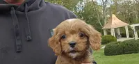 Ollie, a male Cavapoo for sale in Paradise, PA – Photo 3 of 10