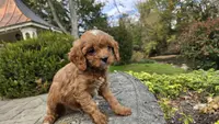 Ollie, a male Cavapoo for sale in Paradise, PA – Photo 7 of 10