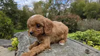 Ollie, a male Cavapoo for sale in Paradise, PA – Photo 5 of 10