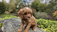 Ollie, a male Cavapoo for sale in Paradise, PA – Photo 6 of 10