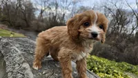 Wren, a female Cavapoo for sale in Paradise, PA – Photo 10 of 10