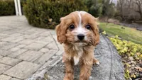 Wren, a female Cavapoo for sale in Paradise, PA – Photo 9 of 10