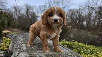 Wren, a female Cavapoo for sale in Paradise, PA – Photo 6 of 10