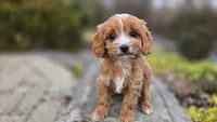 Wren, a female Cavapoo for sale in Paradise, PA – Photo 1 of 10