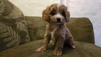 Wren, a female Cavapoo for sale in Paradise, PA – Photo 2 of 10