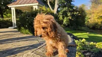 Bryce, a male Cavapoo for sale in Paradise, PA – 8 of 10