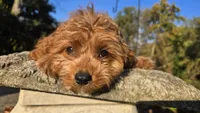 Johan, a male Cavapoo for sale in Paradise, PA – 6 of 10