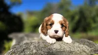 Hope , a female Cavalier King Charles Spaniel for sale in Paradise, PA – 9 of 10
