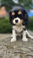 Fiona, a female Cavalier King Charles Spaniel for sale in Paradise, PA – 8 of 10