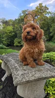 Tony, a male Cavapoo for sale in Paradise, PA – 8 of 10