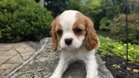 Frank, a male Cavalier King Charles Spaniel for sale in Paradise, PA – 8 of 10