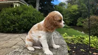 Frank, a male Cavalier King Charles Spaniel for sale in Paradise, PA – 9 of 10