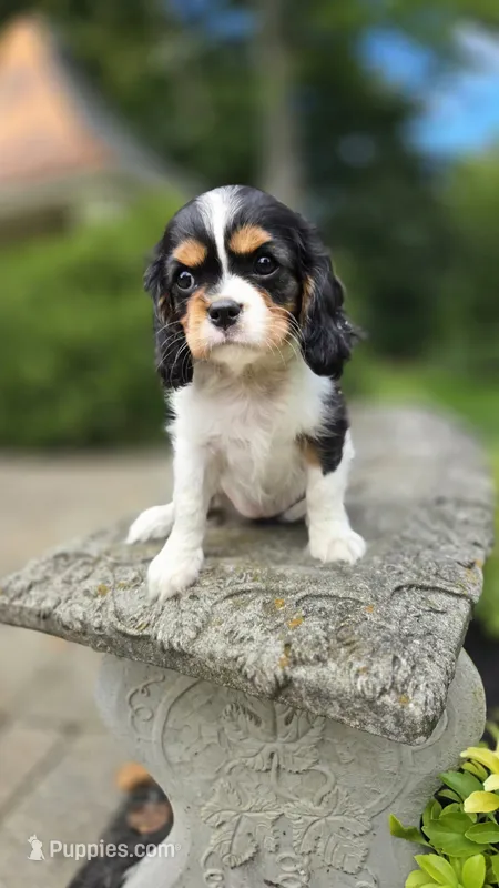 Fern – Cavalier King Charles Spaniel puppy for sale in Paradise, PA