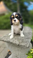 Fern, a female Cavalier King Charles Spaniel for sale in Paradise, PA – 1 of 10