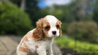 Frank, a male Cavalier King Charles Spaniel for sale in Paradise, PA – 7 of 10