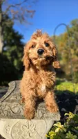 Kyle, a male Cavapoo for sale in Paradise, PA – 10 of 10