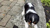 Fern, a female Cavalier King Charles Spaniel for sale in Paradise, PA – 4 of 10