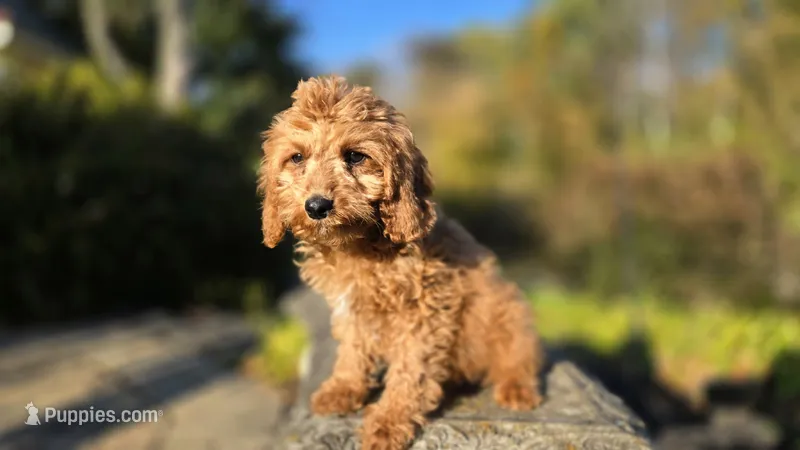 Bryce – Cavapoo puppy for sale in Paradise, PA