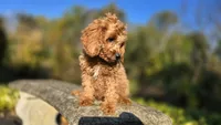 Kyle, a male Cavapoo for sale in Paradise, PA – 8 of 10