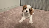Devon, a female Cavalier King Charles Spaniel for sale in Paradise, PA – Photo 5 of 10