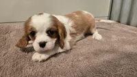 Devon, a female Cavalier King Charles Spaniel for sale in Paradise, PA – Photo 6 of 10