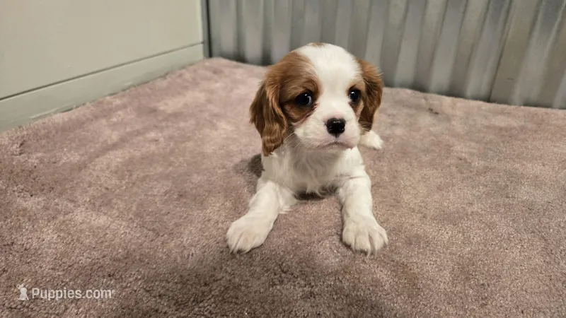 Devon – Cavalier King Charles Spaniel puppy for sale in Paradise, PA