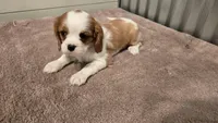 Devon, a female Cavalier King Charles Spaniel for sale in Paradise, PA – Photo 7 of 10