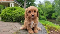 Iris, a female Cavapoo for sale in Paradise, PA – Photo 10 of 10