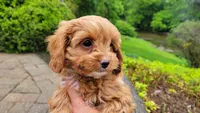 Iris, a female Cavapoo for sale in Paradise, PA – Photo 3 of 10