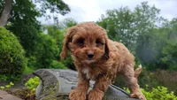 Iris, a female Cavapoo for sale in Paradise, PA – Photo 6 of 10