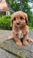 Iris, a female Cavapoo for sale in Paradise, PA – Photo 7 of 10
