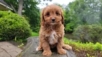 Iris, a female Cavapoo for sale in Paradise, PA – Photo 1 of 10