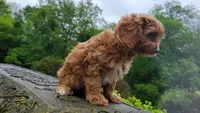 Iris, a female Cavapoo for sale in Paradise, PA – Photo 8 of 10