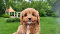 Iris, a female Cavapoo for sale in Paradise, PA – Photo 2 of 10