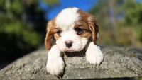 Hank, a male Cavalier King Charles Spaniel for sale in Paradise, PA – 3 of 10