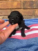 Ollie, a male Portuguese Water Dog for sale in Paradise, PA – 6 of 10
