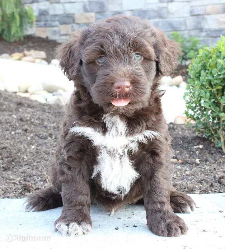 King – Portuguese Water Dog puppy for sale in Paradise, PA