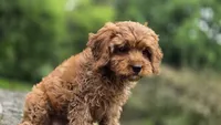 Iyla, a female Cavapoo for sale in Paradise, PA – 4 of 10