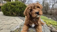 Beckham, a male Cavapoo for sale in Paradise, PA – Photo 2 of 10