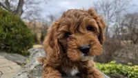 Beckham, a male Cavapoo for sale in Paradise, PA – Photo 7 of 10