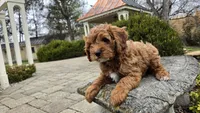 Beckham, a male Cavapoo for sale in Paradise, PA – Photo 4 of 10