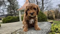 Beckham, a male Cavapoo for sale in Paradise, PA – Photo 1 of 10