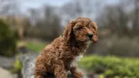 Beckham, a male Cavapoo for sale in Paradise, PA – Photo 8 of 10