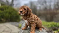 Beckham, a male Cavapoo for sale in Paradise, PA – Photo 9 of 10